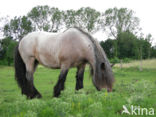 Zeeuws paard (Equus spp)