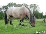 Zeeuws paard (Equus spp)