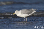 Zilvermeeuw (Larus argentatus)