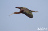 Zwarte Ibis (Plegadis falcinellus)