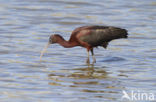 Zwarte Ibis (Plegadis falcinellus)