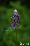 Black Rampion (Phyteuma nigrum)