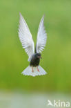 Black Tern (Chlidonias niger)