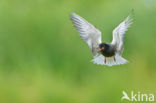 Black Tern (Chlidonias niger)