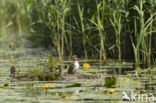 Zwarte Stern (Chlidonias niger) 