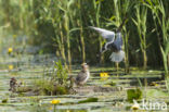 Zwarte Stern (Chlidonias niger) 