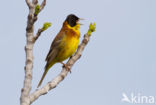 Zwartkopgors (Emberiza melanocephala)