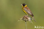 Zwartkopgors (Emberiza melanocephala)