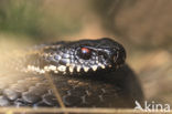 Adder (Vipera berus) 