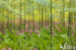 Western brackenfern (Pteridium aquilinum)