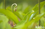 Western brackenfern (Pteridium aquilinum)