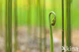 Western brackenfern (Pteridium aquilinum)