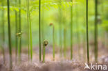 Western brackenfern (Pteridium aquilinum)