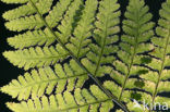 Western brackenfern (Pteridium aquilinum)