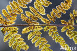 Western brackenfern (Pteridium aquilinum)