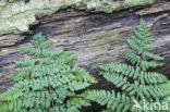 Western brackenfern (Pteridium aquilinum)