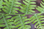 Western brackenfern (Pteridium aquilinum)