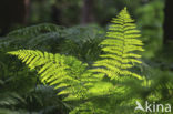 Western brackenfern (Pteridium aquilinum)