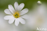 Akkerhoornbloem (Cerastium arvense)