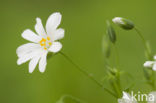 Akkerhoornbloem (Cerastium arvense)