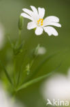 Akkerhoornbloem (Cerastium arvense)