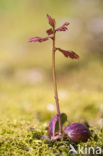 Amerikaanse eik (Quercus rubra)