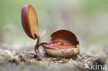 Amerikaanse eik (Quercus rubra)