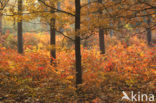 Red Oak (Quercus rubra)