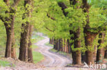 Red Oak (Quercus rubra)