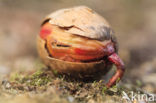 Red Oak (Quercus rubra)