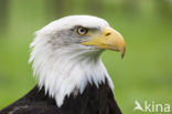 North american Osprey (Pandion haliaetus carolinensis)