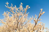 Amerikaanse vogelkers (Prunus serotina)