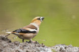 Appelvink (Coccothraustes spec.)