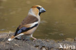 Goldfinch (Coccothraustes spec.)