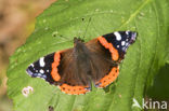 Red Admiral (Vanessa atalanta)