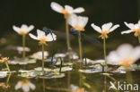 Azure Damselfly (Coenagrion puella)