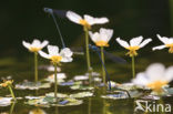 Azuurwaterjuffer (Coenagrion puella)