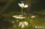 Azure Damselfly (Coenagrion puella)