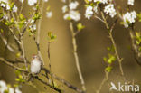 Barmsijs (Carduelis flammea)