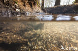 Brook Lamprey (Lampetra planeri)