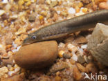 Brook Lamprey (Lampetra planeri)