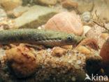 Brook Lamprey (Lampetra planeri)