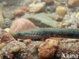 Brook Lamprey (Lampetra planeri)