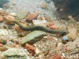 Brook Lamprey (Lampetra planeri)