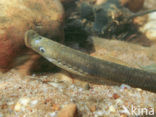 Brook Lamprey (Lampetra planeri)