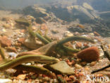 Brook Lamprey (Lampetra planeri)