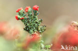 Pixie-cup (Cladonia spec.)