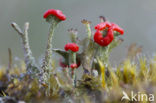 Bekermos (Cladonia spec.)