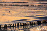 Shelduck (Tadorna tadorna)