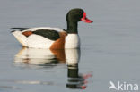 Shelduck (Tadorna tadorna)